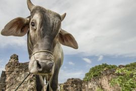 Lais Puzzle - Mit einem Seil angebundene Kuh in einer archäologischen Stätte im Nordosten Brasiliens - 2.000 Teile