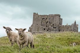 Lais Puzzle - Schafe mit dem Rock of Cashel im Hintergrund, in der Nähe von Cashel in Irland - 2.000 Teile