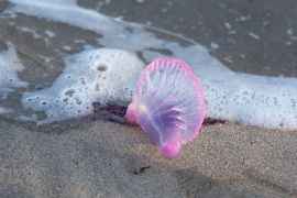 Lais Puzzle - Hafen von Loss / Alagoas / Brasilien. Blick auf die Stadt Porto de Pedras und den Strand Patacho im Frühsommer. - 2.000 Teile