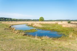 Lais Puzzle - Heide des Molenveld in Exloo, einem kleinen Naturschutzgebiet in Drenthe (Niederlande) - 2.000 Teile