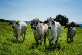 Lais Puzzle - Kaffee-Kulturlandschaft, Landwirtschaft und kolumbianisches Landleben, Kaffeeanbau und landwirtschaftliche Produkte in Chinchiná Caldas Kolumbien - 2.000 Teile