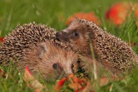 Lais Puzzle - Igel - 2.000 Teile