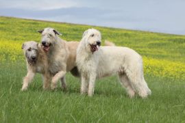 Lais Puzzle - Irish Wolfhound - 2.000 Teile