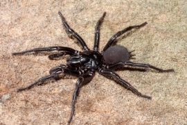 Lais Puzzle - Sydney Trichternetzspinne, Australien - 2.000 Teile