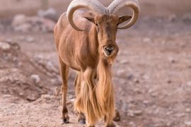 Lais Puzzle - Barbary-Schaf mit langen Hörnern - 2.000 Teile