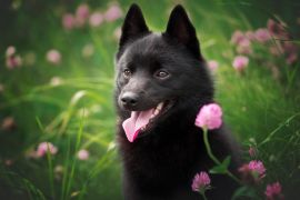 Lais Puzzle - Schipperke - 2.000 Teile
