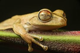 Lais Puzzle - Gunther's gebänderter Laubfrosch (Hypsiboas fasciatus), Ecuador - 2.000 Teile