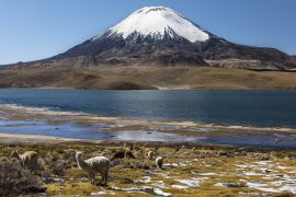 Lais Puzzle - Lama (Lama glama) vor dem Vulkan Parinacota, Höhe 6348 m, Chungar-See, Lauca-Nationalpark, Putre, Parinacota, Region Arica und Parinacota, Chile, Südamerika - 2.000 Teile