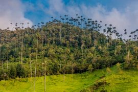 Lais Puzzle - El Bosque de Las Palmas Landschaften von Palmen im Tal Cocora bei Salento Quindio in Kolumbien - 2.000 Teile