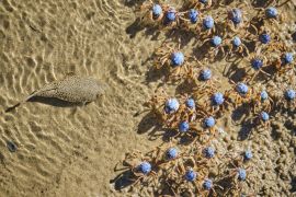 Lais Puzzle - Krötenfisch auf der Jagd nach Soldatenkrabben am Uferrand zum Mittagessen - 2.000 Teile