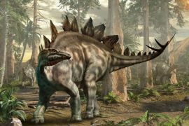 Lais Puzzle - Stegosaurus Dinosaurier - 2.000 Teile