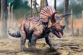 Lais Puzzle - Triceratops Dinosaurier - 2.000 Teile