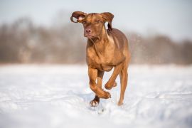Lais Puzzle - Hund Kurzhaariger Ungarischer Vorstehhund Magyar Vizsla - 2.000 Teile