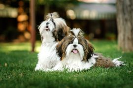 Lais Puzzle - Shih Tzu - 2.000 Teile