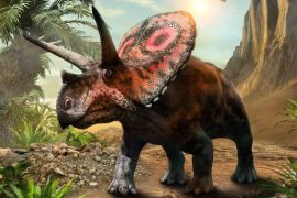 Lais Puzzle - Torosaurus Dinosaurier - 2.000 Teile