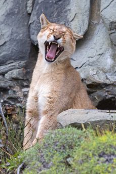 Lais Puzzle - Puma gähnt im Torres del Paine Nationalpark - 2.000 Teile