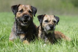 Lais Puzzle - Border Terrier - 2.000 Teile