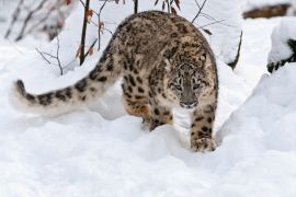 Lais Puzzle - Schneeleopard - 2.000 Teile