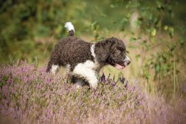 Lais Puzzle - Spanischer Wasserhund - 2.000 Teile