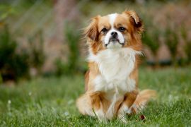 Lais Puzzle - Pekingese - 2.000 Teile