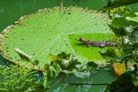 Lais Puzzle - Alligator auf der Vitoria Regia, Brasilien - 2.000 Teile