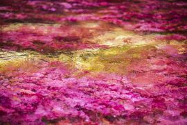 Lais Puzzle - Caño cristales, Kolumbien - 2.000 Teile