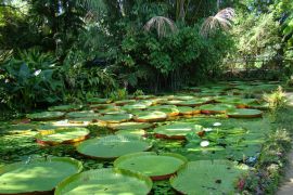 Lais Puzzle - Mehrere Victoria amazonica Pflanzen an einem kleinen See im Emilio Goeldi Museum in Belém, Pará, Brasilien - 2.000 Teile