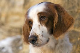 Lais Puzzle - Irish red and white Setter - 2.000 Teile