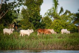 Lais Puzzle - Rinder an den Ufern des Guaviare-Flusses in Guainia und Vichada Kolumbien - 2.000 Teile