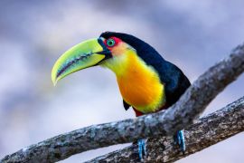 Lais Puzzle - Der Itatiaia-Nationalpark ist eine brasilianische Einheit des integralen Naturschutzes im Itatiaia-Massiv, in der Mantiqueira-Bergkette, Brasilien - 2.000 Teile