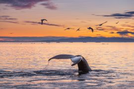Lais Puzzle - Buckelwale in der wunderschönen Landschaft bei Sonnenuntergang - 2.000 Teile