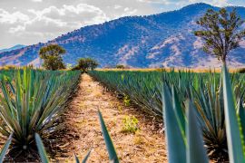 Lais Puzzle - Pfad zwischen zwei geraden Linien von blauen Agaven in einer Tequila-Plantage mit einem Hügel und Bäumen im Hintergrund an einem wunderschönen und sonnigen Tag in Tequila Jalisco Mexiko - 2.000 Teile