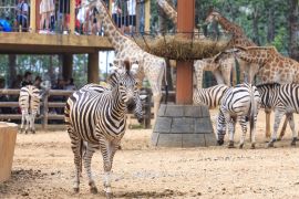 Lais Puzzle - Zebra im Tierpark, China - 2.000 Teile