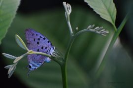 Lais Puzzle - Schmetterling Florencia, Caquetá, Kolumbien - 2.000 Teile