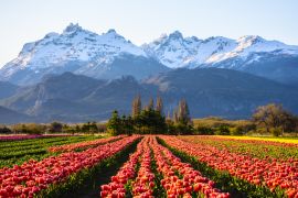 Lais Puzzle - Ansicht eines Tulpenfeldes vor schneebedeckten Anden und klarem Himmel in Trevelin, Patagonien, Argentinien - 2.000 Teile