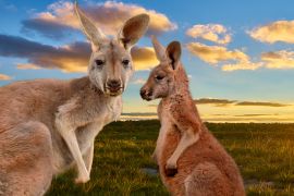 Lais Puzzle - Kängurus im Outback im Sonnenuntergang, Australien - 2.000 Teile