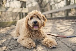 Lais Puzzle - Labradoodle - 2.000 Teile