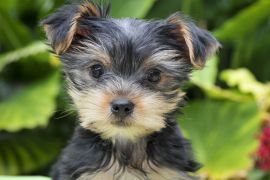 Lais Puzzle - Yorkshire Terrier - 2.000 Teile
