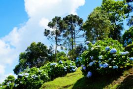 Lais Puzzle - Blaue Hortensie, Brasilien - 2.000 Teile