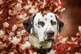 Lais Puzzle - Dalmatiner - 2.000 Teile