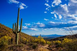Lais Puzzle - Saguaro-Ansicht, Mexiko - 2.000 Teile