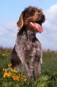 Lais Puzzle - Cesky Fousek - 2.000 Teile