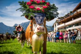 Lais Puzzle - Almabtrieb in Pertisau am Achensee, Tirol / Österreich - 2.000 Teile