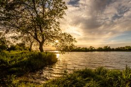 Lais Puzzle - Baum am Ufer des Tejo (Tagus) in Cartaxo, Santarem, Portugal - 2.000 Teile