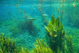 Lais Puzzle - Bonito, Mato Grosso do Sul, Brasilien - 2.000 Teile