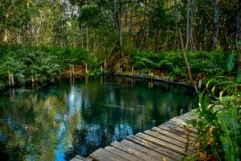 Lais Puzzle - Mangrovenwald am Ria Celestun See, Mexiko - 2.000 Teile