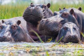 Lais Puzzle - Nilpferde - 2.000 Teile