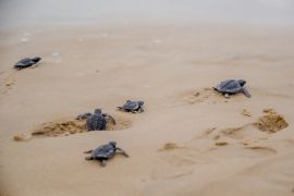 Lais Puzzle - Frisch geschlüpfte Schildkröten auf ihrem Weg ins Meer in Aracaju, Sergipe, Brasilien - 2.000 Teile