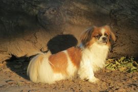 Lais Puzzle - Tibet Spaniel - 2.000 Teile