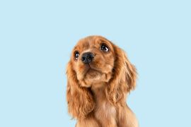 Lais Puzzle - Englischer Cocker Spaniel - 2.000 Teile